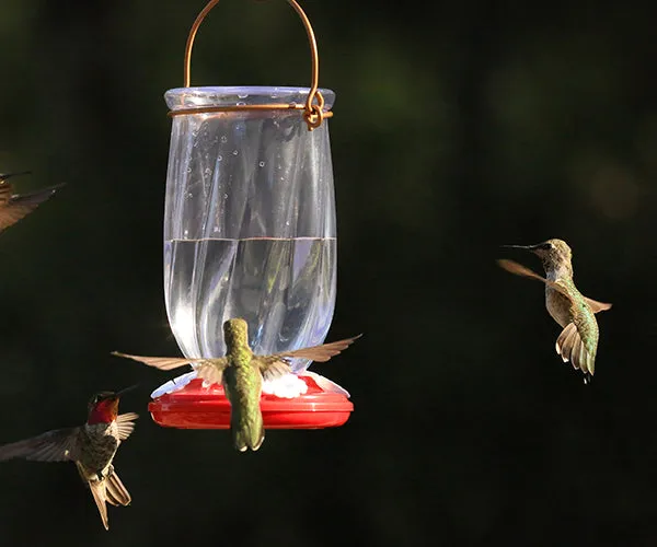 Tulip Hummingbird Feeder